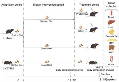 PF-05231023 reduces lipid deposition in apolipoprotein E-deficient mice by inhibiting the expression of lipid synthesis genes